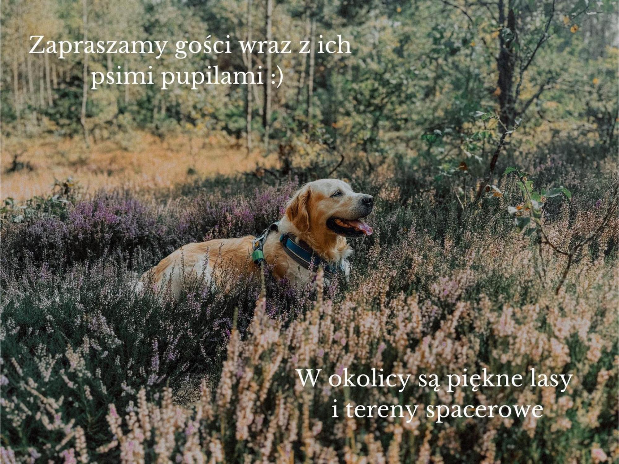 Boho Przystan Łazy Buitenkant foto